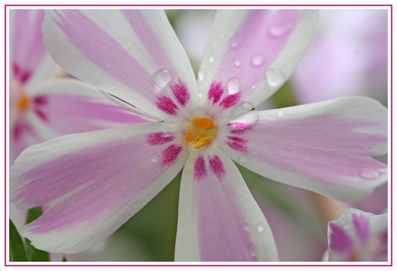 Phlox subulata