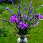 Phlox und Lavendel