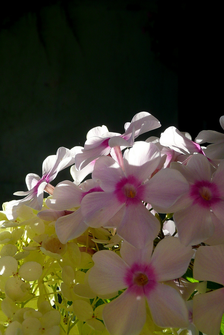 Phlox und mehr ...