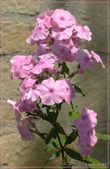 Phlox vor dem Haus