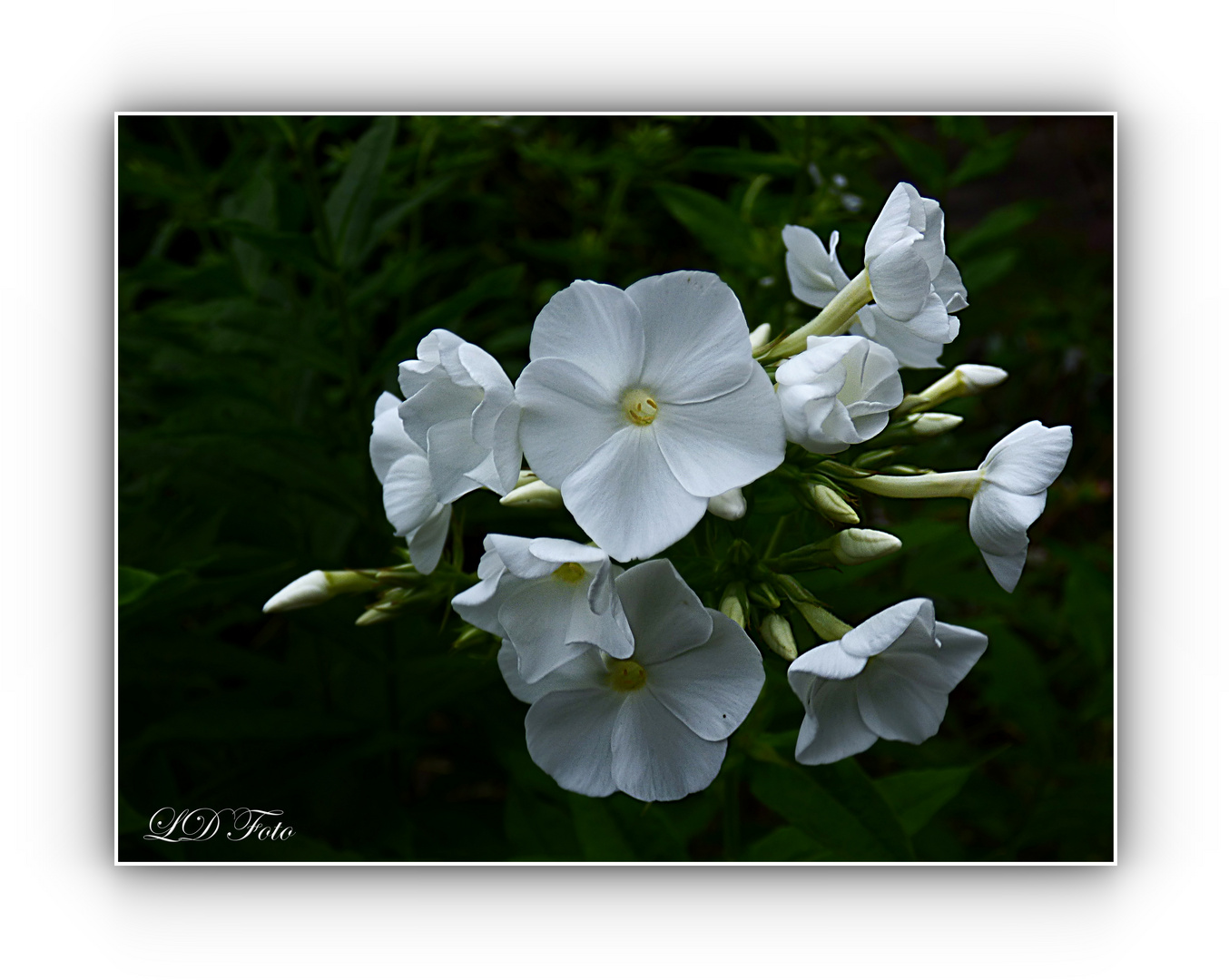 Phlox weiß