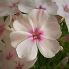 Phlox - White Eye Flame....