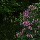 Phlox (Wildrosen) -Busch am Gewässer