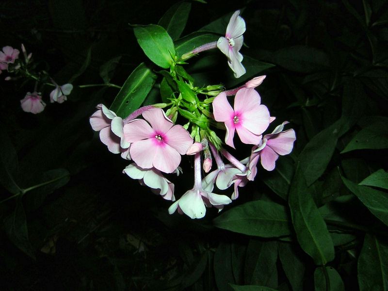 Phloxblüte im Halbdunkel