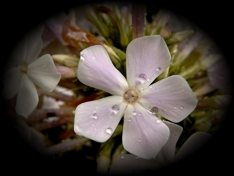 Phlox'sches Tränenmeer