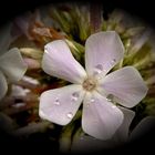 Phlox'sches Tränenmeer