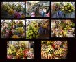Phnom Penh - Blumenmarkt von  Ingeborg K