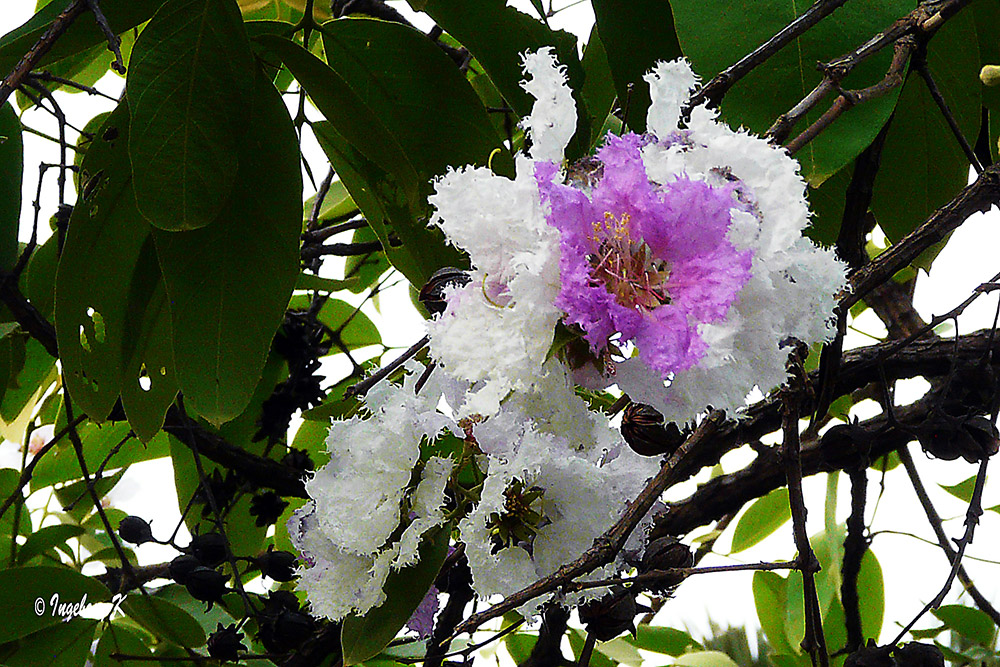 Phnom Penh - Zauberhafte Blüten