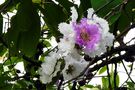 Phnom Penh - Zauberhafte Blüten von  Ingeborg K