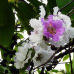 Phnom Penh - Zauberhafte Blüten