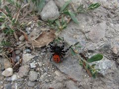 ..Phobie en rouge et noir...