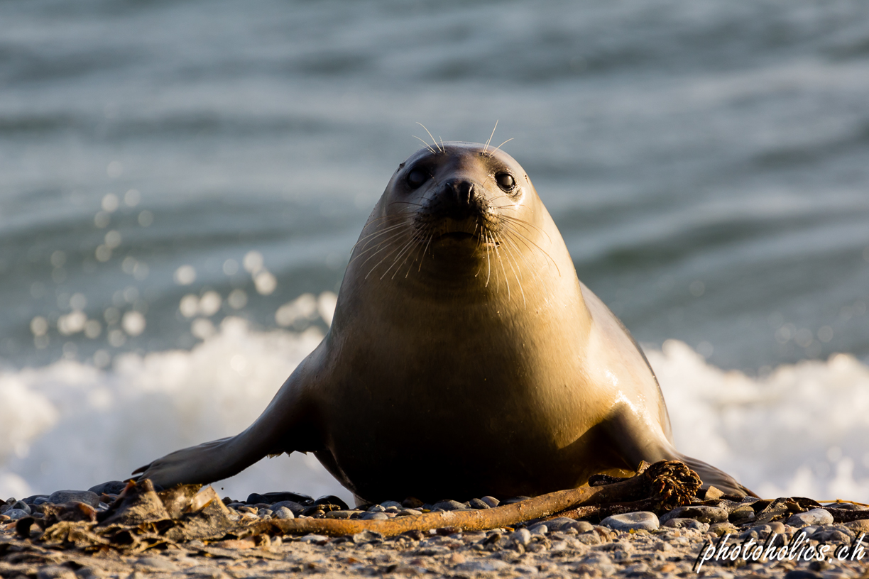 Phoca vitulina...