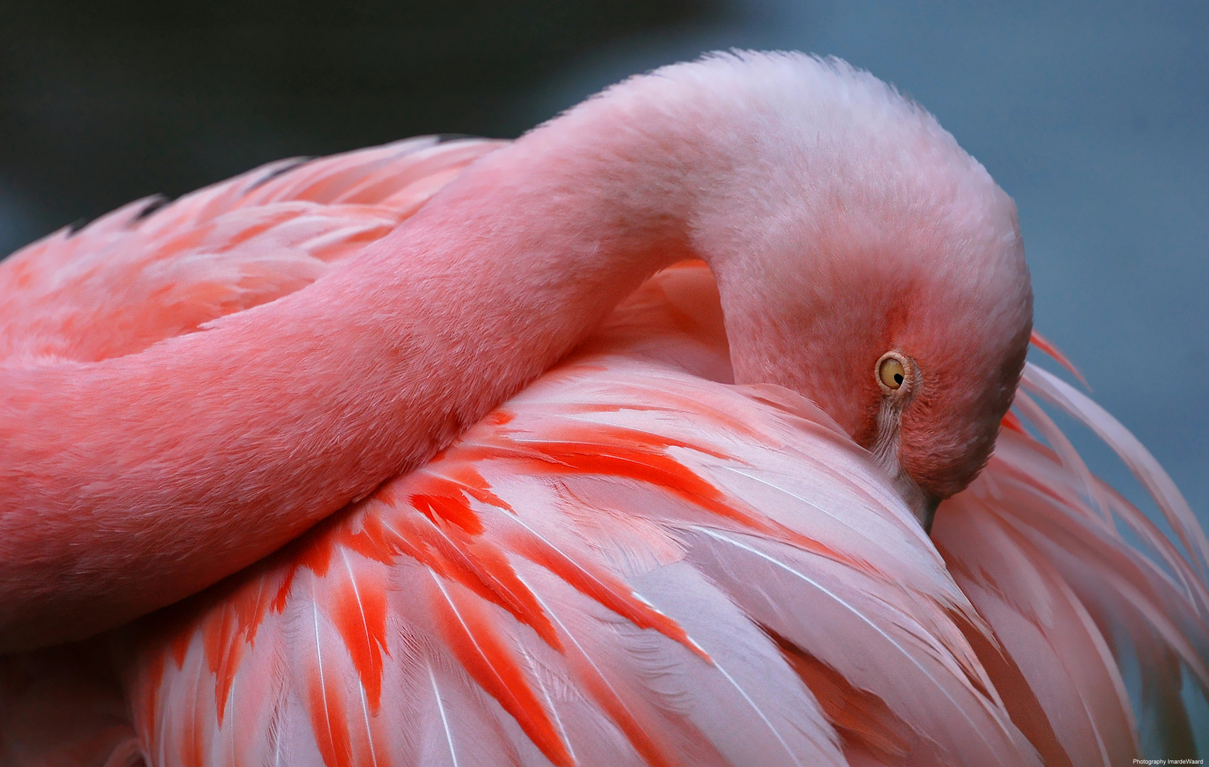 Phoenicopteridae..............