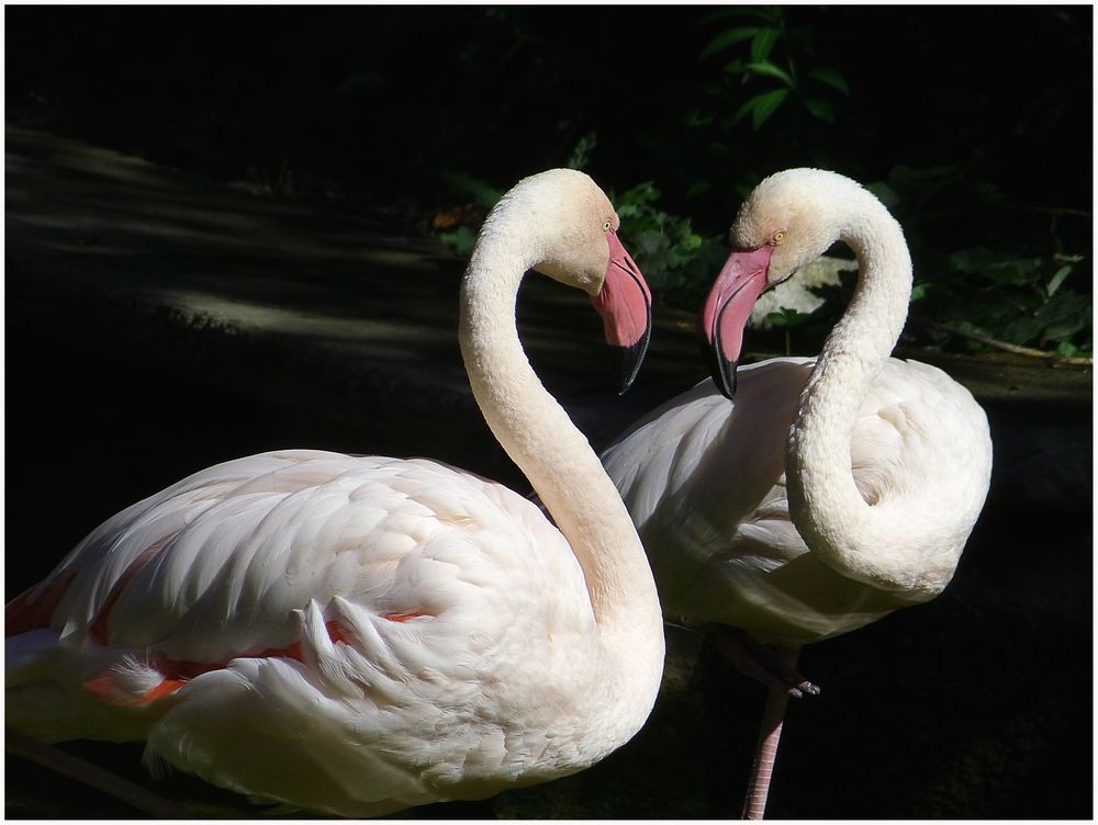 Phoenicopteridae