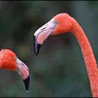 Phoenicopteridae