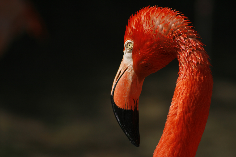 Phoenicopteriformes - Flamingo