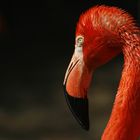 Phoenicopteriformes - Flamingo