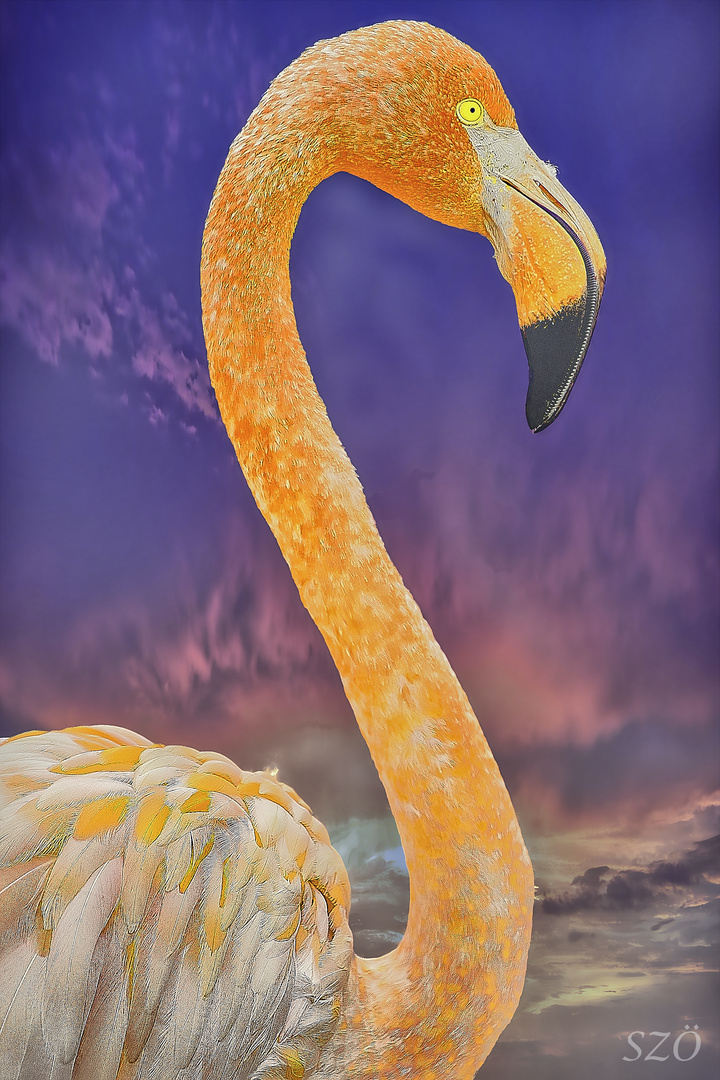 Phoenicopterus