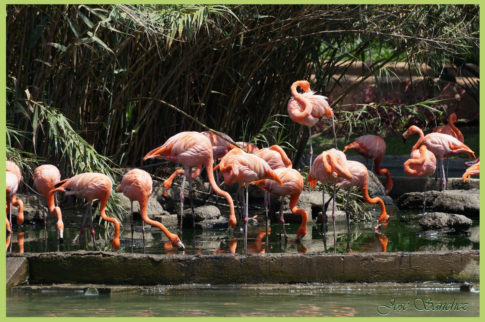 Phoenicopterus