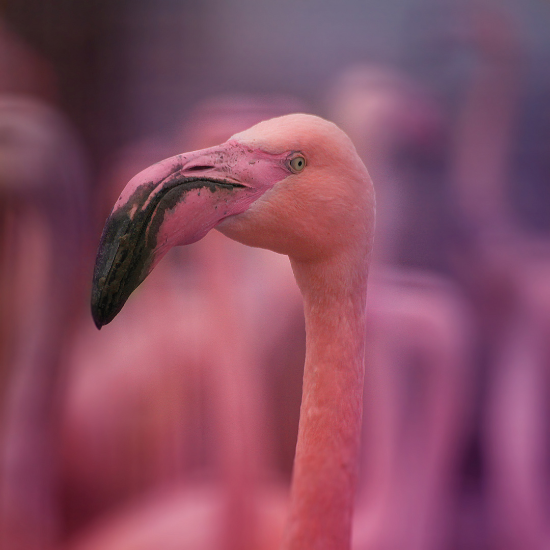 Phoenicopterus