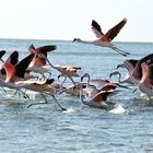 Phoenicopterus chilensis