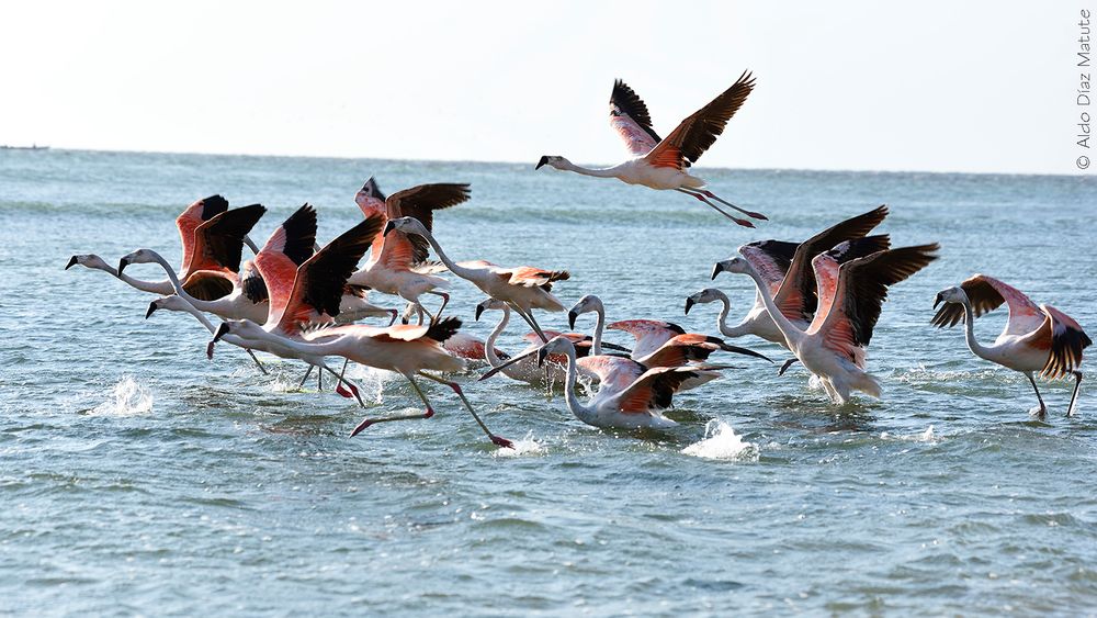 Phoenicopterus chilensis