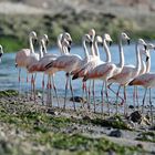 Phoenicopterus chilensis