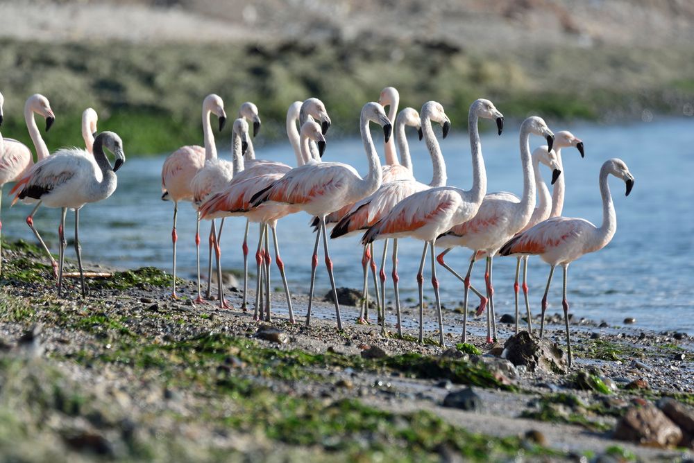 Phoenicopterus chilensis