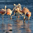 Phoenicopterus chilensis