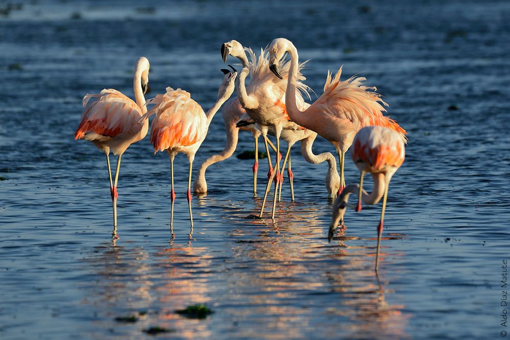 Phoenicopterus chilensis