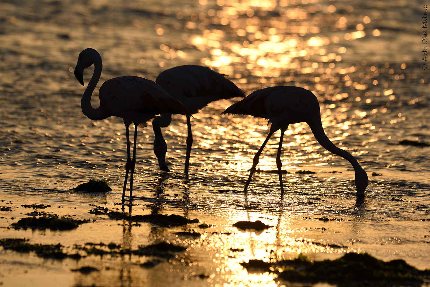 Phoenicopterus chilensis