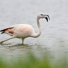 Phoenicopterus chilensis