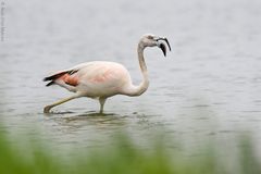 Phoenicopterus chilensis