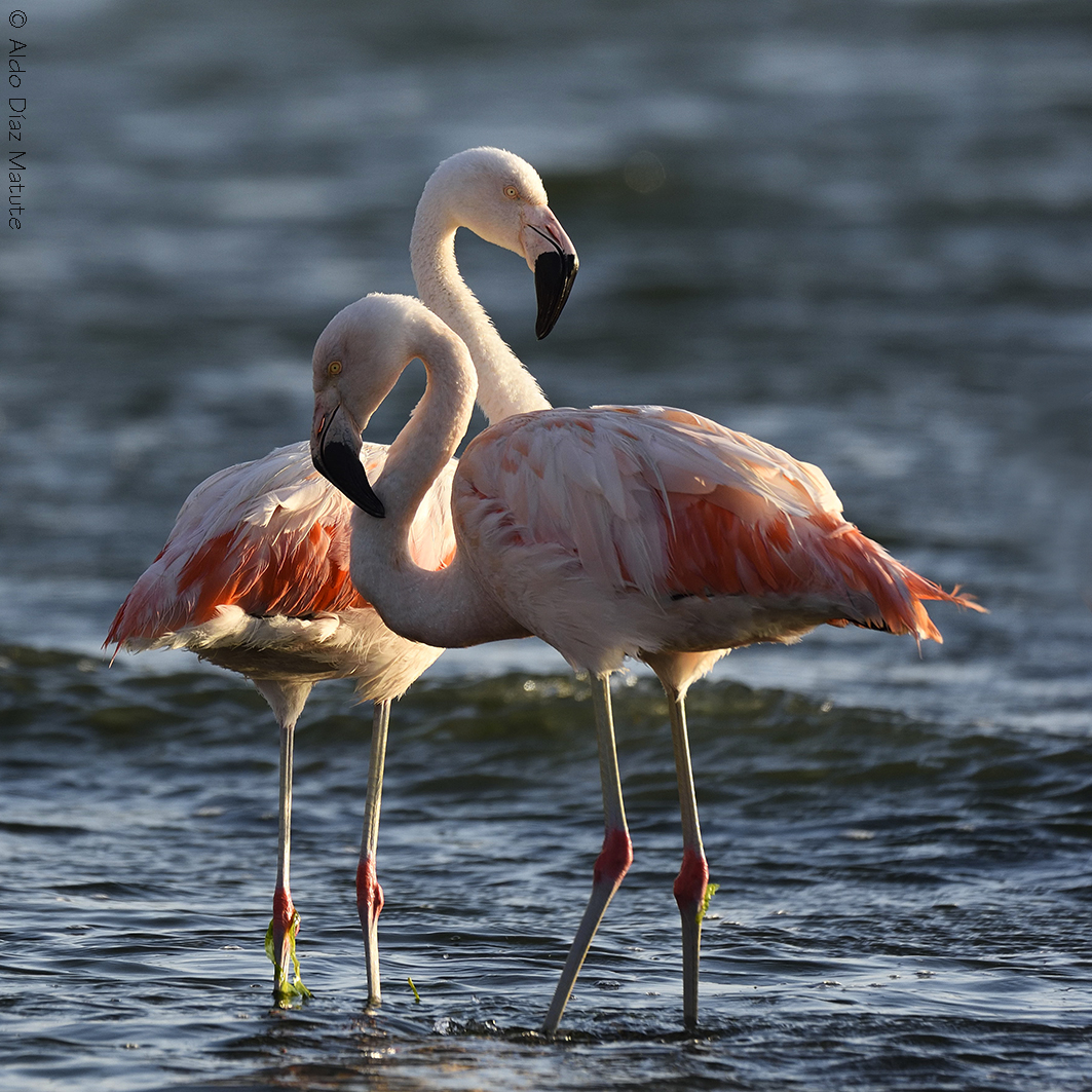 Phoenicopterus chilensis