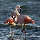 Phoenicopterus chilensis