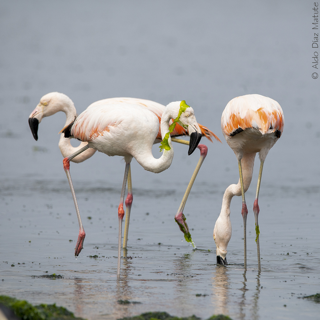 Phoenicopterus chilensis