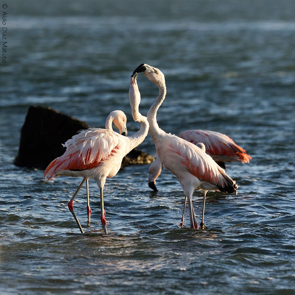 Phoenicopterus chilensis