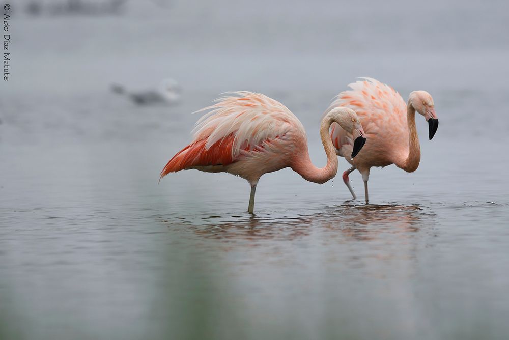 Phoenicopterus chilensis