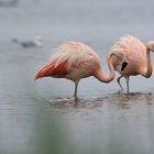 Phoenicopterus chilensis