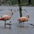 Phoenicopterus chilensis