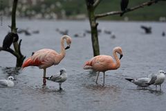 Phoenicopterus chilensis