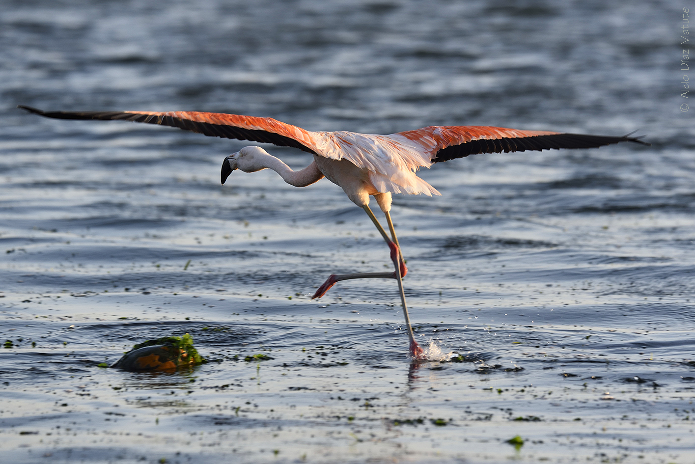 Phoenicopterus chilensis