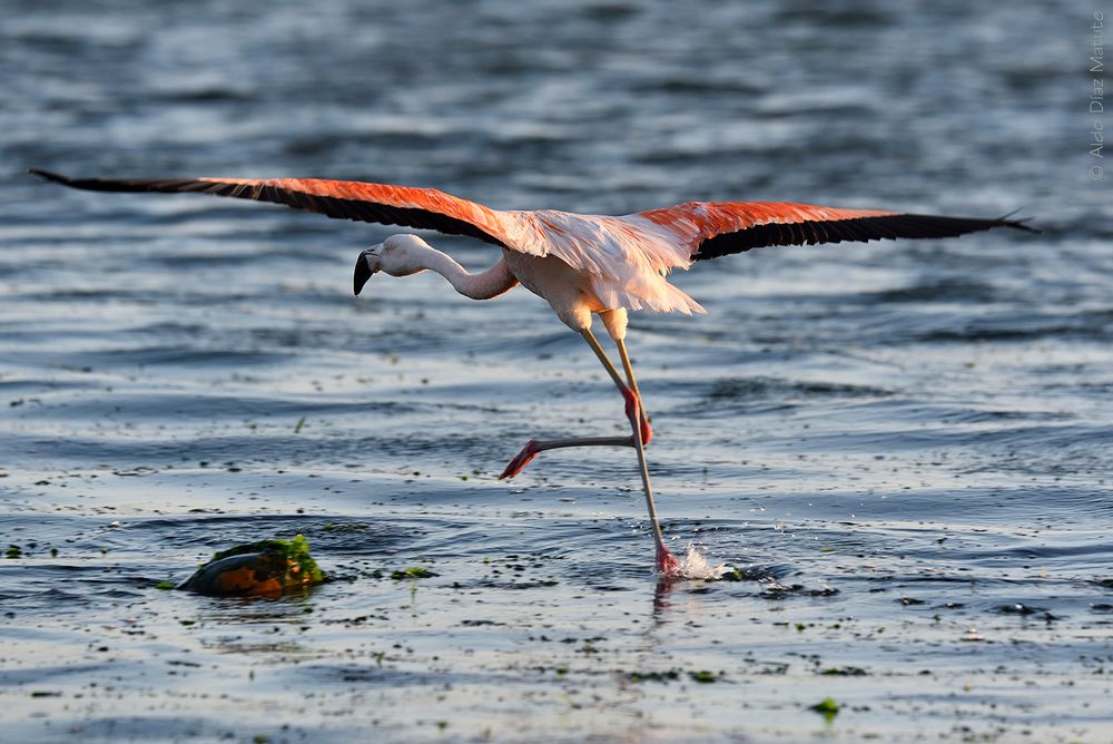 Phoenicopterus chilensis