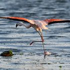 Phoenicopterus chilensis