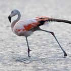 Phoenicopterus chilensis