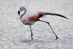 Phoenicopterus chilensis