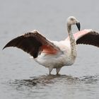 Phoenicopterus chilensis