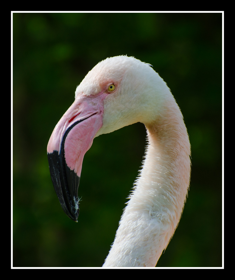 Phoenicopterus Roseus