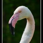 Phoenicopterus Roseus