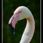 Phoenicopterus Roseus